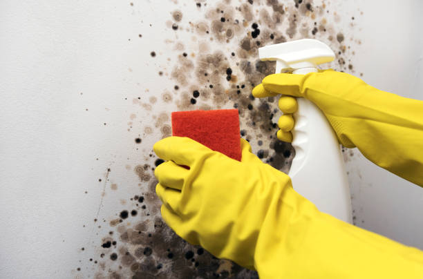 Best Black Mold Remediation in North East, MD