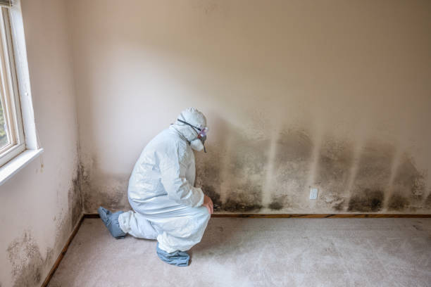 Best White Mold Remediation in North East, MD
